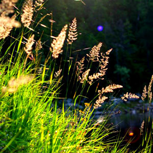 summer-sq